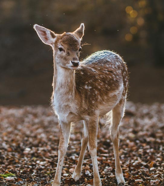 The Camera Exchange, Inc.